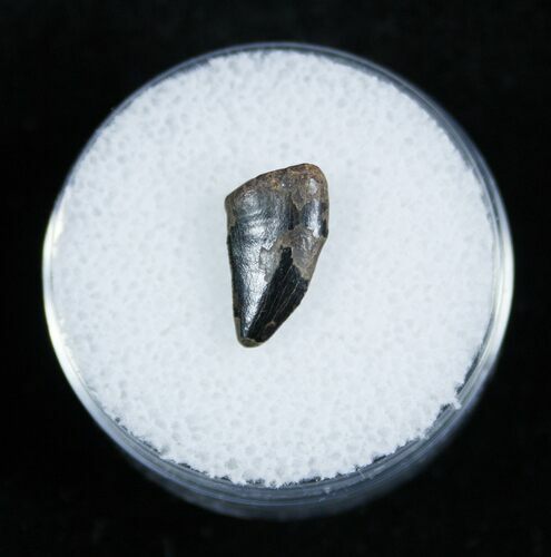 Small Dromaeosaur/Raptor Tooth From Montana #2038